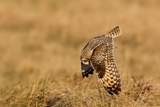   Short-eared Owl (Asio flammeus flammeus)